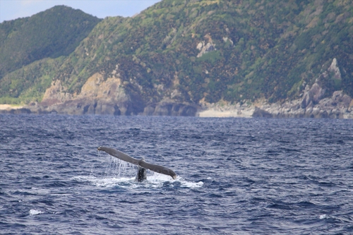 ホエールウオッチング 奄美大島瀬戸内町_b0062363_21194011.jpg