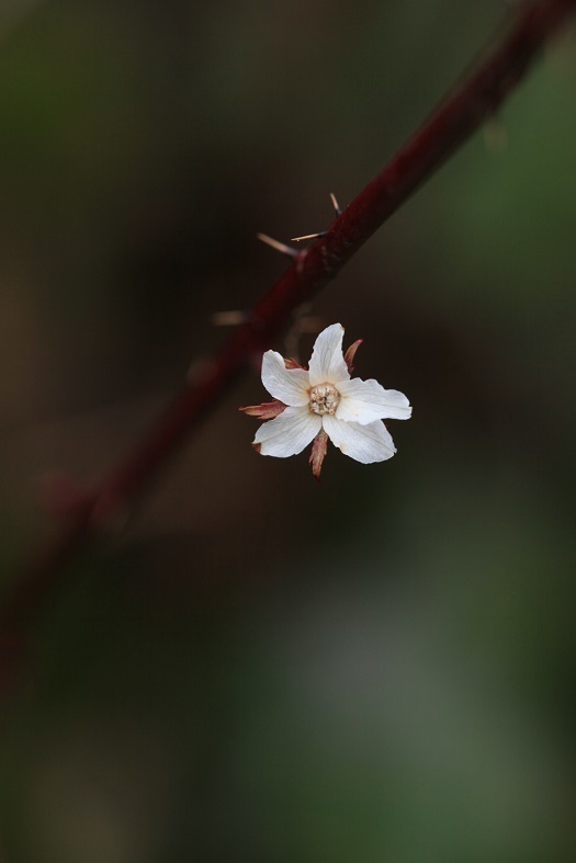 開花も足踏み_e0304170_18491283.jpg