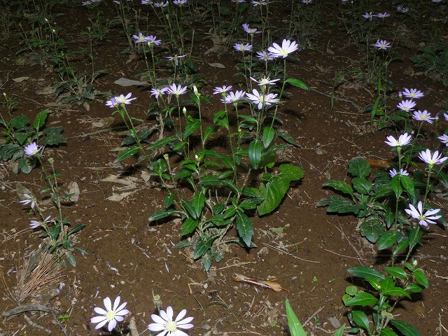 d0019074_11182499.jpg