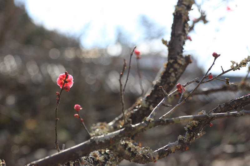 白梅・紅梅_a0170378_22035644.jpg