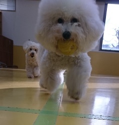 ハナちゃんとまるくん_f0357682_20592371.jpg