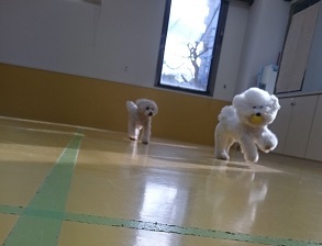 ハナちゃんとまるくん_f0357682_20594881.jpg
