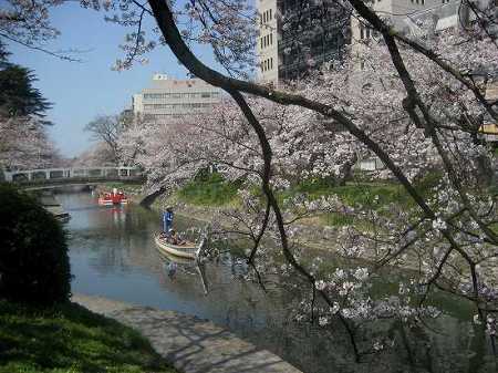 富山　松川の桜とチンドン祭り_c0229483_1025127.jpg