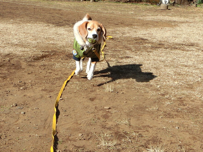 恥知らずな飼い主_a0319693_815353.jpg