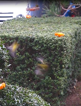 d0090001_10251157.jpg