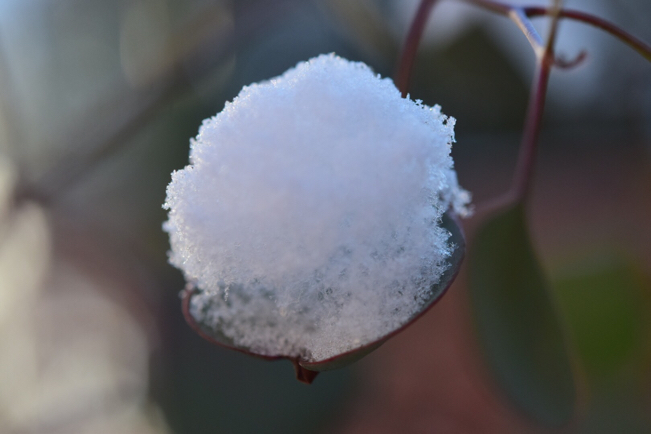 スプーン山盛りのお砂糖はいかが？。。。可愛い雪のいたずら・ユーカリポポラス。_e0346002_09032149.jpg