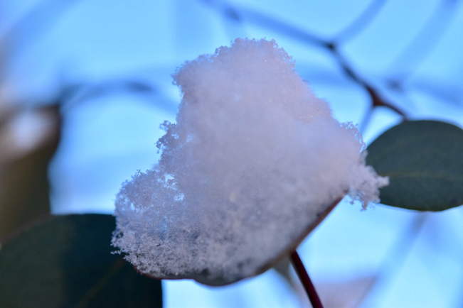 スプーン山盛りのお砂糖はいかが？。。。可愛い雪のいたずら・ユーカリポポラス。_e0346002_09032219.jpg