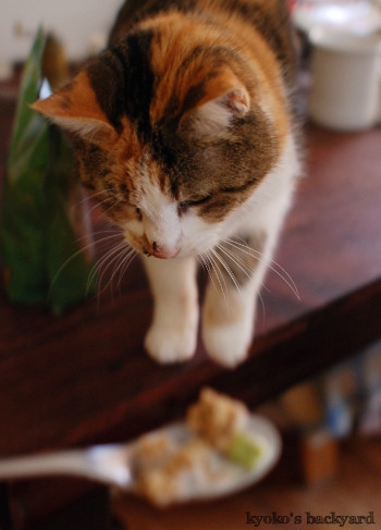 グラノーラを見せたら(動物・ペット部門)_b0253205_05593737.jpg