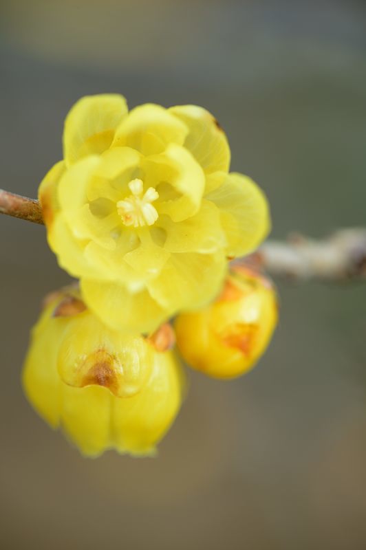 早春の香り@府立植物園_f0032011_19503116.jpg