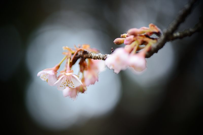 早春の香り@府立植物園_f0032011_19503266.jpg