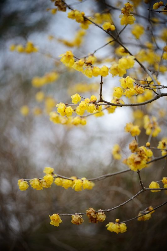 早春の香り@府立植物園_f0032011_19503424.jpg