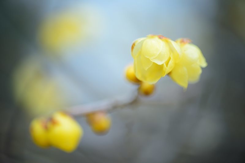 早春の香り@府立植物園_f0032011_19541854.jpg