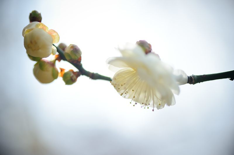 早春の香り@府立植物園_f0032011_19562300.jpg
