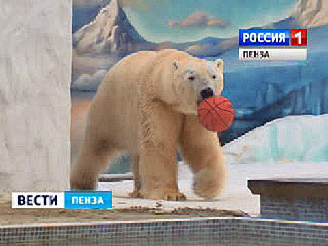 ロシア・ヴォルガ川流域、ペンザ動物園のベルィは新飼育展示場に移動して伸びやかに遊ぶ_a0151913_23443220.jpg