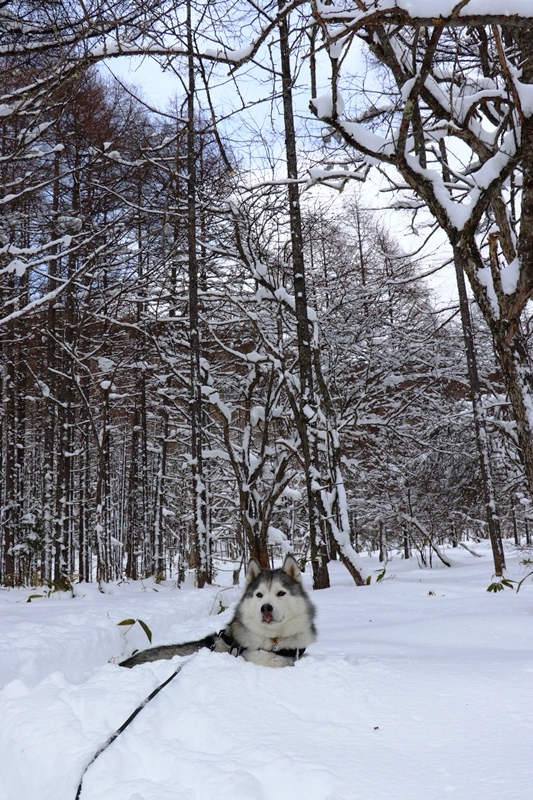 蓼科山にチャレンジ_b0207615_21153808.jpg