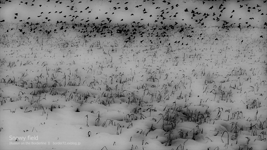 Snowy field V_d0351122_23162274.jpg