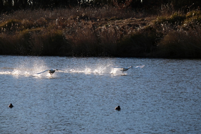 f0348831_21595200.jpg