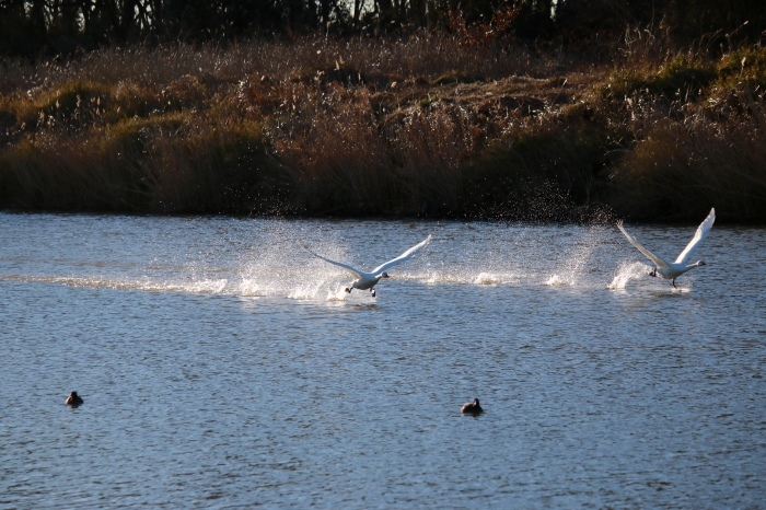 f0348831_21595997.jpg