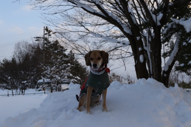 雪道の散歩の楽しさは_b0031538_2352250.jpg