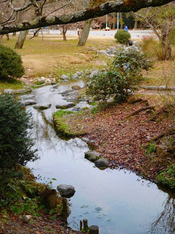 京都御苑の蠟梅（ろうばい）20170123_e0237645_0212973.jpg