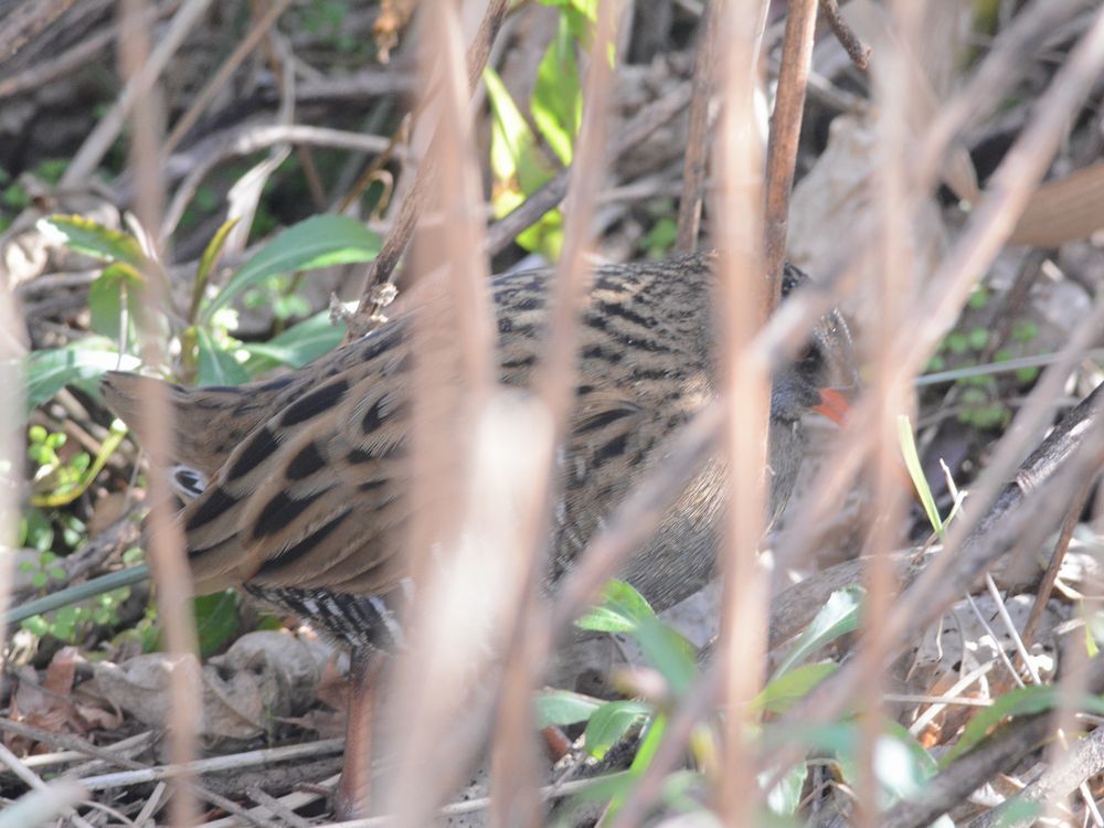 ジョウビタキ・アオジ・カワウ・クイナ_d0135349_15170118.jpg