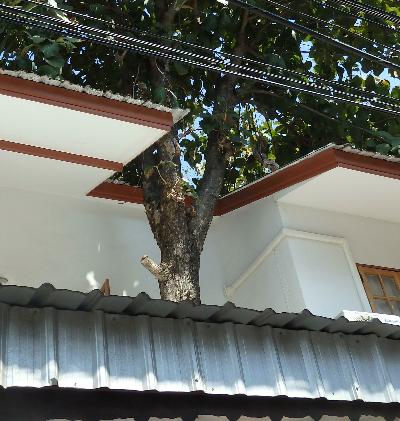 食堂の軒先屋根に突き出た大きな木 チェンマイ未来厨房 食堂の軒先屋根に突き出た大きな木 チェンマイ未来厨房