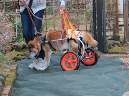 犬用車イスでまた歩こう_e0303355_10355201.jpg