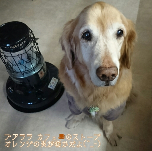 1月26日(木)…ソフトなヨガ&🐶お預かりレッスン_d0256356_23343421.jpg