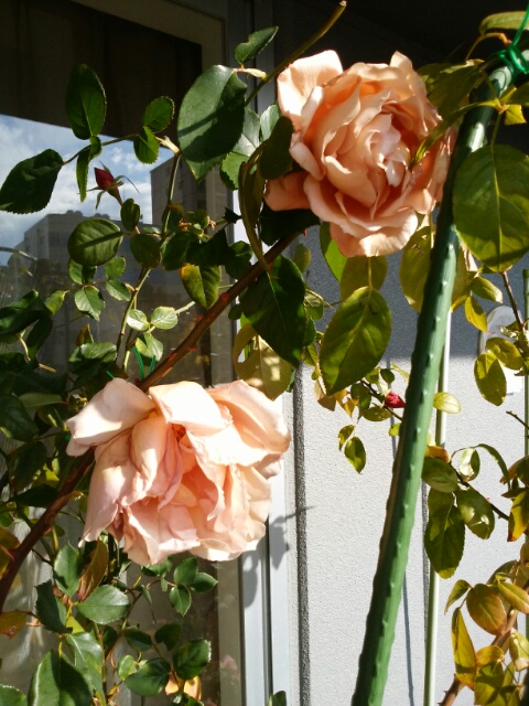 f0200871_9474946.jpg