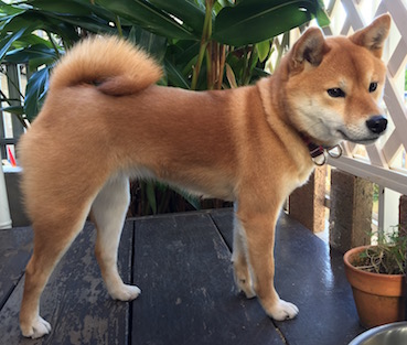 2歳になりました アトリエkotori のほほん柴犬日和 2歳になりました アトリエkotori のほほん柴犬日和