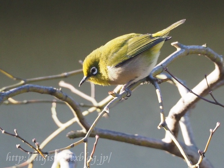 カメラの練習、我が家にやって来る野鳥を撮ってみた_e0222575_13222322.jpg