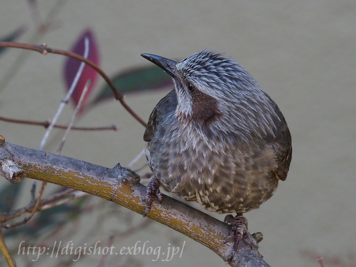 カメラの練習、我が家にやって来る野鳥を撮ってみた_e0222575_13254225.jpg