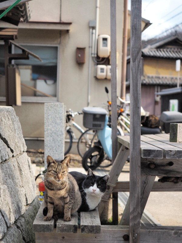 真鍋島の猫たち_c0254479_22161330.jpg