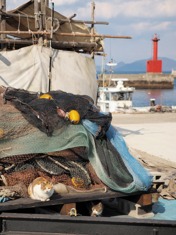 真鍋島の猫たち_c0254479_22165120.jpg