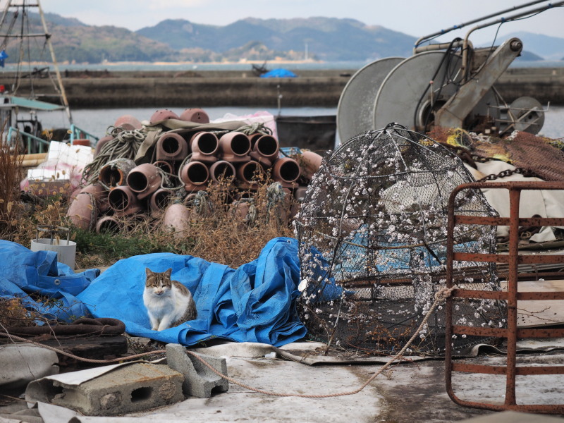 真鍋島の猫たち_c0254479_22165420.jpg