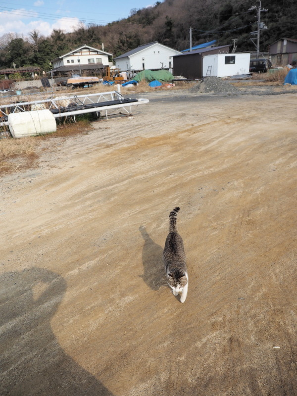 真鍋島の猫たち_c0254479_22170541.jpg