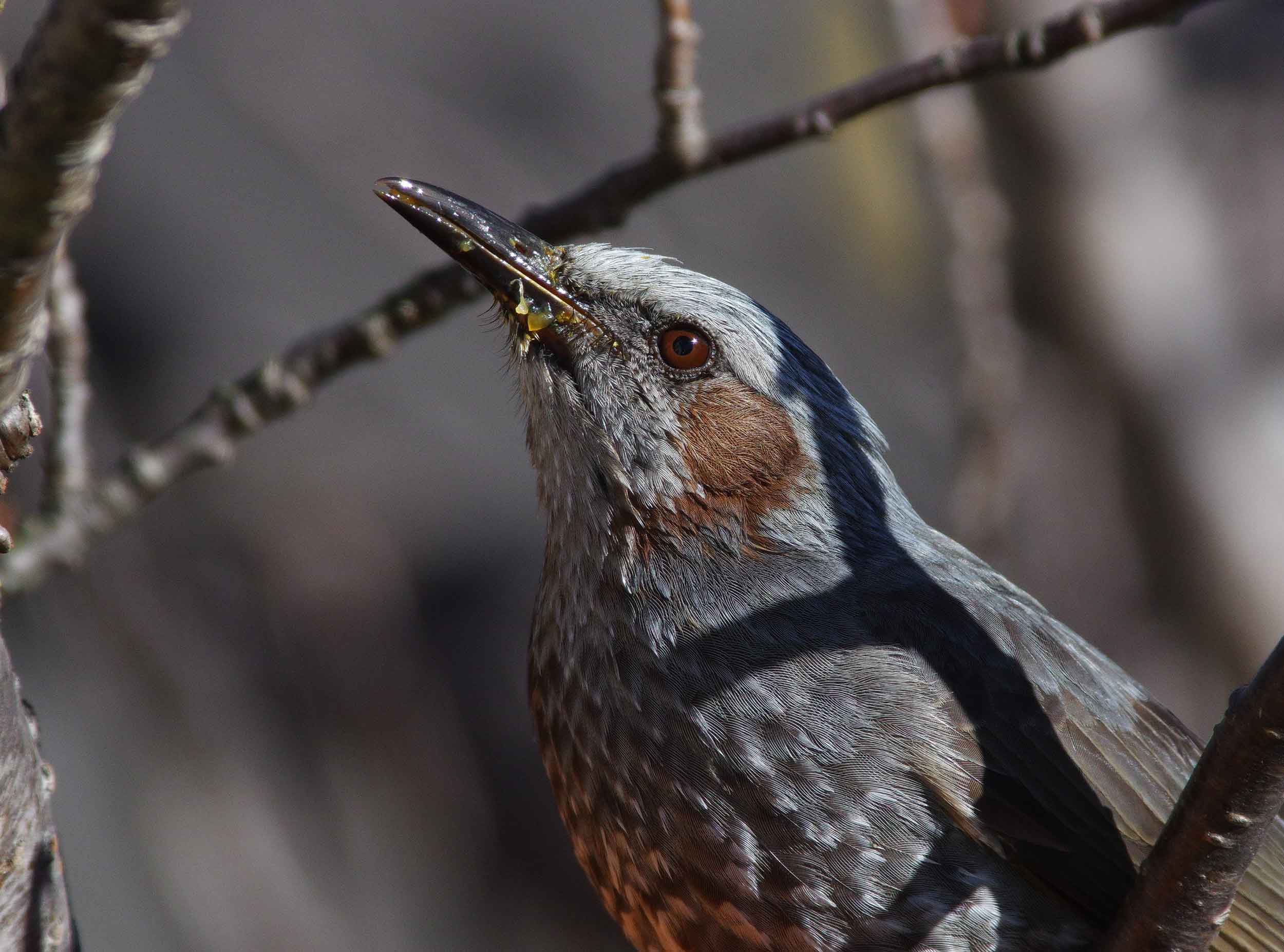 2017年　1月　野鳥_c0176183_16443411.jpg