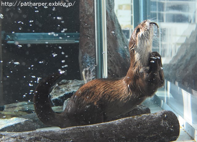 ２０１７年１月　とくしま動物園　その１_a0052986_21151099.jpg