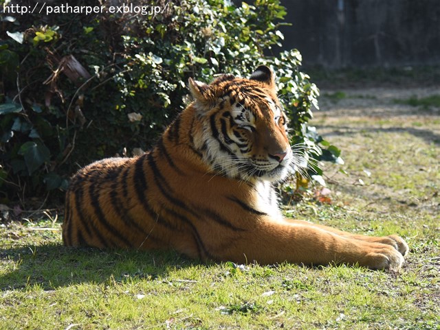 ２０１７年１月　とくしま動物園　その１_a0052986_21161482.jpg