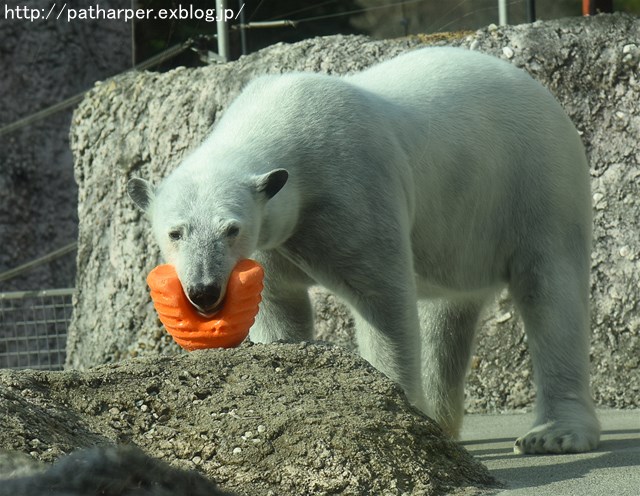 ２０１７年１月　とくしま動物園　その１_a0052986_6105375.jpg