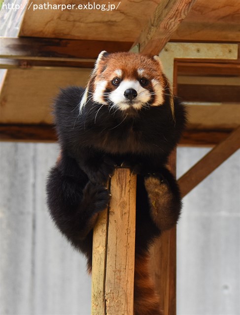 ２０１７年１月　とくしま動物園　その１_a0052986_6183122.jpg