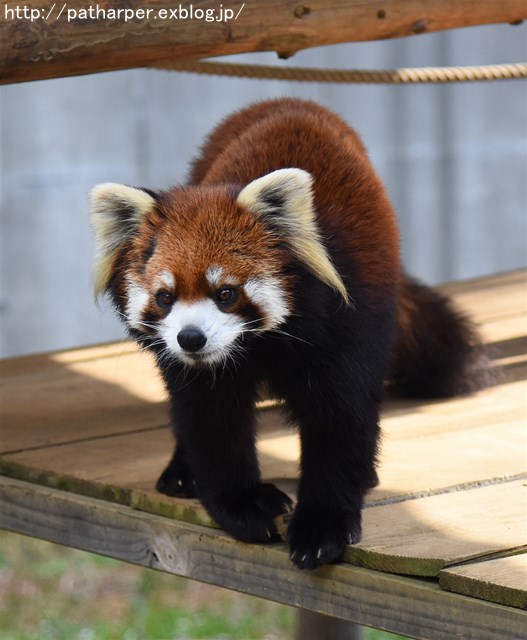 ２０１７年１月　とくしま動物園　その１_a0052986_6203669.jpg