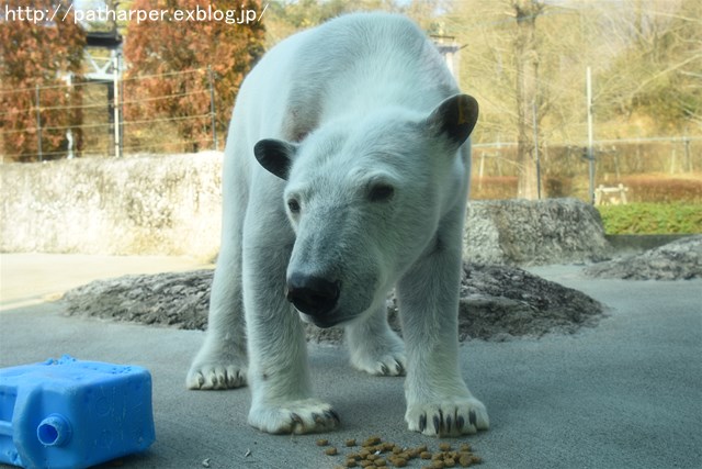 ２０１７年１月　とくしま動物園　その１_a0052986_652293.jpg