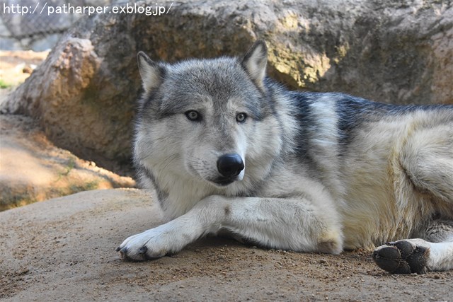 ２０１７年１月　とくしま動物園　その１_a0052986_66319.jpg