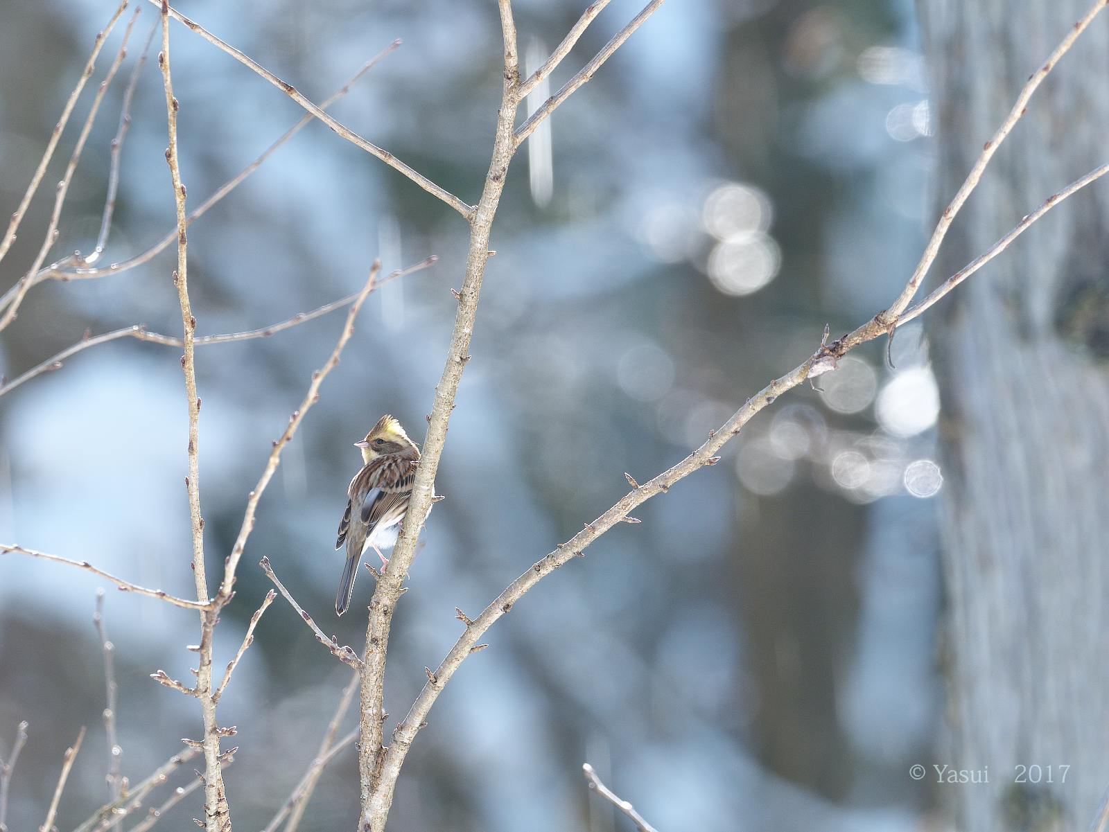 雪の中の野鳥たち_c0081492_13445528.jpg