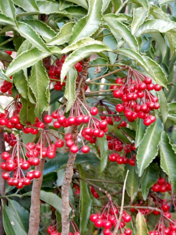 e0025300_20585717.jpg