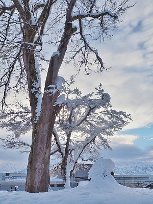 雪景色の境内_c0336902_14475554.jpg