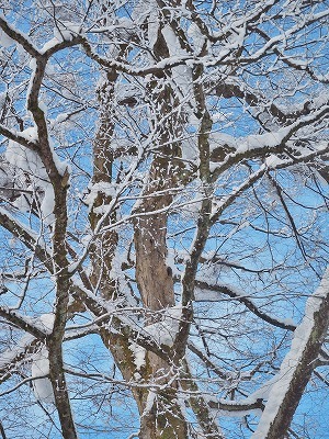 雪景色の境内_c0336902_14480155.jpg