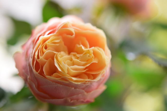 コロコロ可愛い杏子色のパティオローズ 衝動買いしてしまいました 薔薇好き花好き庭が好き 元英国在住 アートセラピストが造る癒しの庭