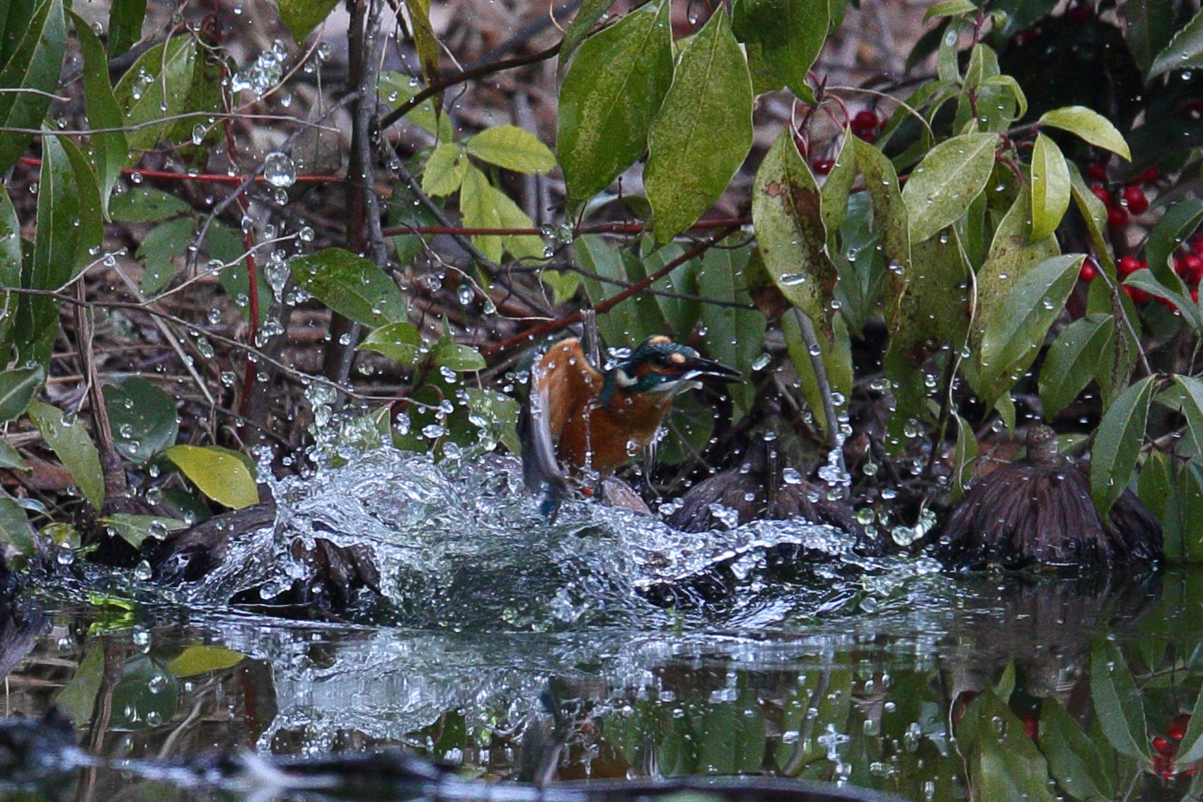 a0117507_14204846.jpg